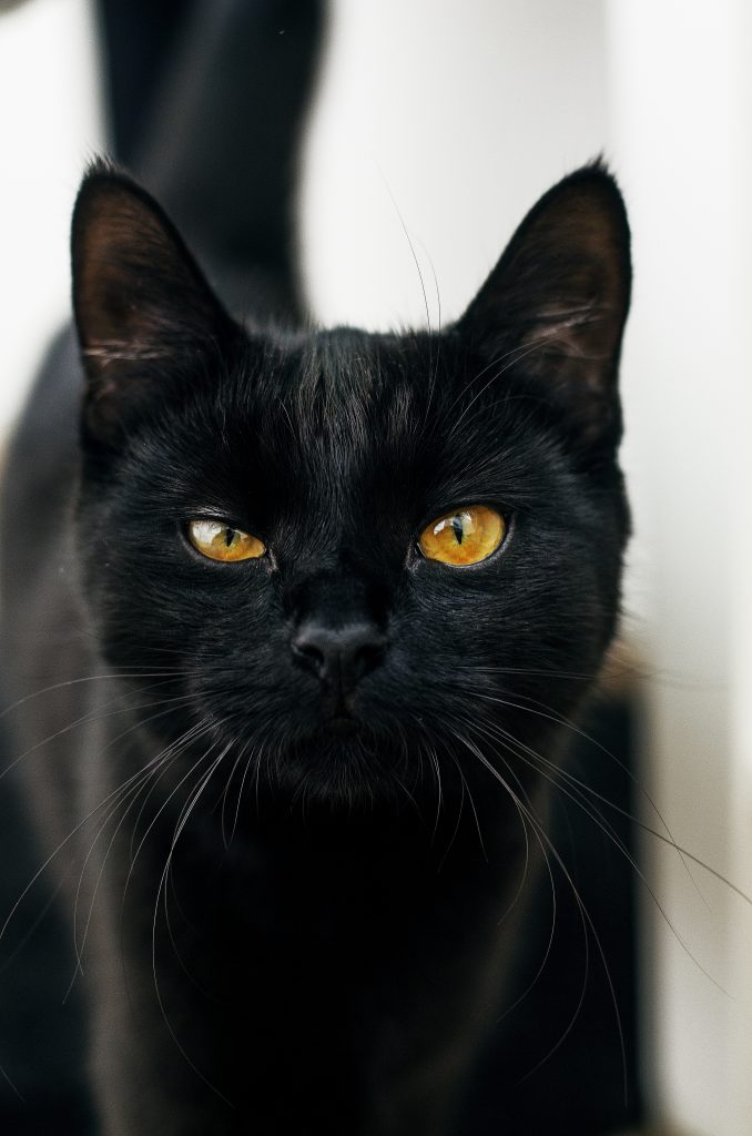 vertical shot of a black cat with yellow eyes looking at the camera with a blurred background